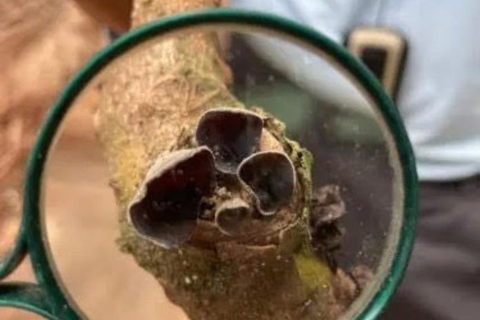 pesquisadores-do-brasil-usam-cop-para-apresentar-medicamentos-naturais